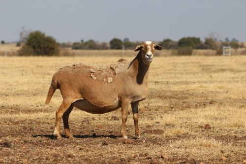 1 X MEATMASTER NOT RECORDED EWE DIDYMUS FARMING