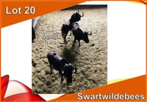 3x SWART WILDEBEES/BLACK WILDEBEEST M:3 (Per stuk om lot te neem)