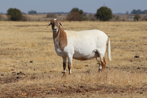 1 X MEATMASTER NOT RECORDED EWE DIDYMUS FARMING