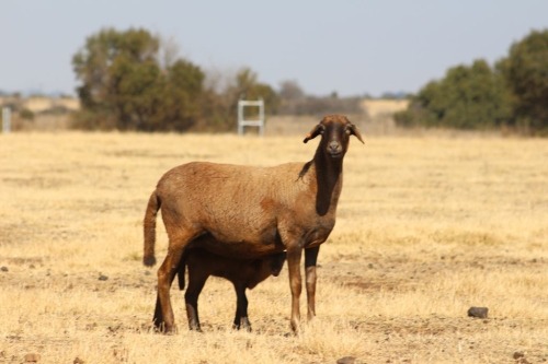 1+1 X MEATMASTER NOT RECORDED EWE DIDYMUS FARMING