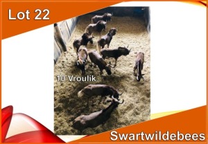 10x SWART WILDEBEES/BLACK WILDEBEEST V/F:10 (Per stuk om lot te neem)