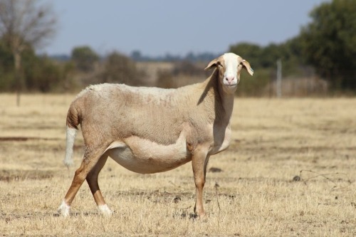 1 X MEATMASTER NOT RECORDED EWE DIDYMUS FARMING