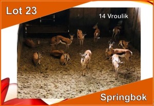 14x SPRINGBOK/SPRINGBUCK V/F:14 (Per stuk om lot te neem)