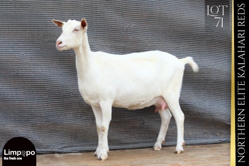 1 X SAANEN DOE Limpopo Melkery