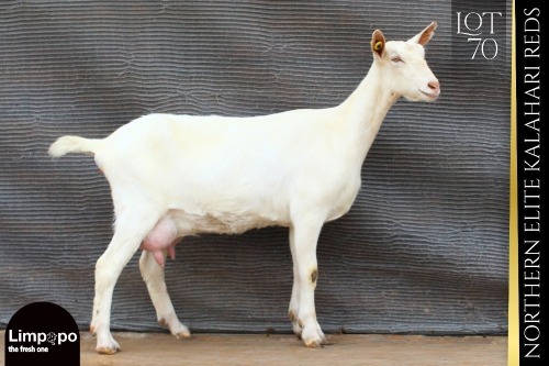 1 X SAANEN DOE Limpopo Melkery