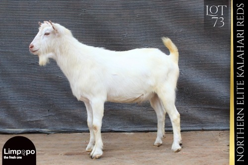 1 X SAANEN BUCK Limpopo Melkery