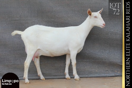 1 X SAANEN DOE Limpopo Melkery