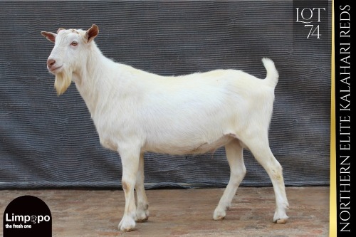 1 X SAANEN BUCK Limpopo Melkery