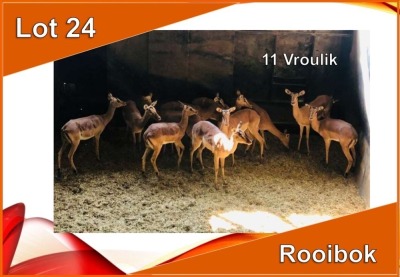 x ROOIBOK/IMPALA M: V/F: (Per stuk om lot te neem)