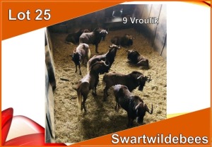 9x SWART WILDEBEES/BLACK WILDEBEEST V/F:9 (Per stuk om lot te neem)