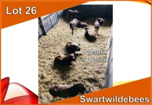 9x SWART WILDEBEES/BLACK WILDEBEEST M:4 V/F:5 (Per stuk om lot te neem)