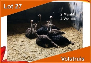 6x VOLSTRUIS/OSTRICH M:2 V/F:4 (Per stuk om lot te neem)