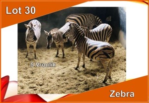 5x SEBRA/ZEBRA V/F:5 (Per stuk om lot te neem)