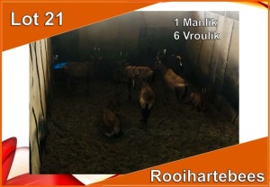 7x ROOIHARTEBEES/RED HEARTBEEST M:1 V/F:6 (Per stuk om lot te neem)