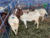 LOT 23 4X OOI/EWE BOERBOK Rhenosterhoek, Kobus van der Walt - 082926 0929 (Per stuk om lot te neem/Per Piece to take the lot) - 2