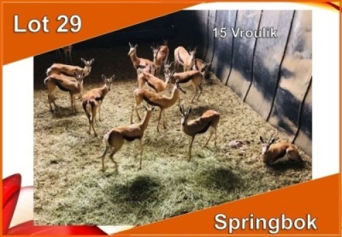 15x SPRINGBOK/SPRINGBUCK V/F:15 (Per stuk om lot te neem)