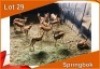 15x SPRINGBOK/SPRINGBUCK V/F:15 (Per stuk om lot te neem)