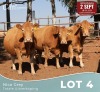 3 X LIMOUSINE KOEIE Nico Grey (Per animal to take the lot)