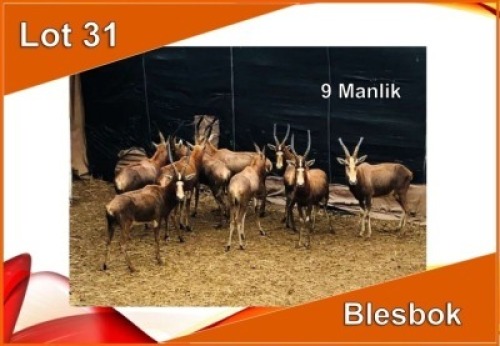 9x BLESBOK/BLESBUCK M:9 (Per stuk om lot te neem)