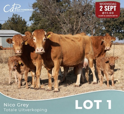 3+3 X LIMOUSINE KOEIE Nico Grey (Per animal to take the lot)