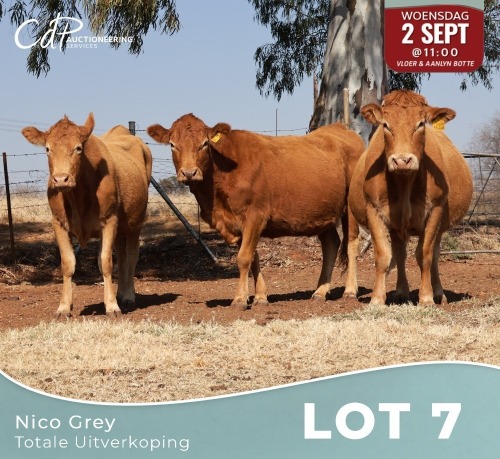 3 X LIMOUSINE KOEIE Nico Grey (Per animal to take the lot)
