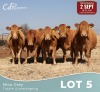 5 X LIMOUSINE KOEIE Nico Grey (Per animal to take the lot)
