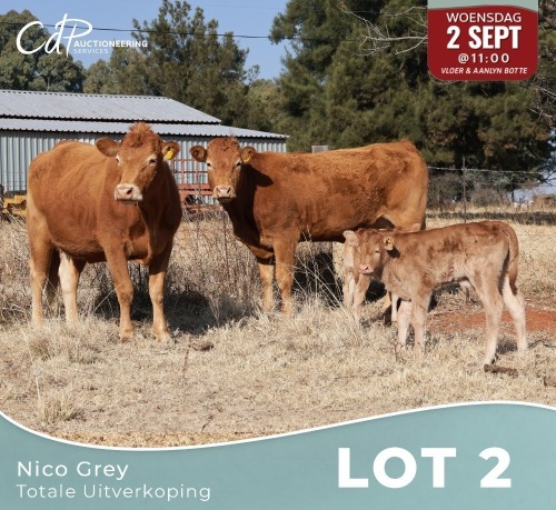 2+2 X LIMOUSINE KOEIE Nico Grey (Per animal to take the lot)