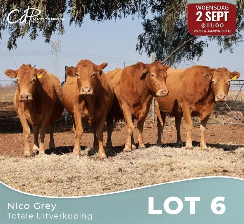 4 X LIMOUSINE KOEIE Nico Grey (Per animal to take the lot)