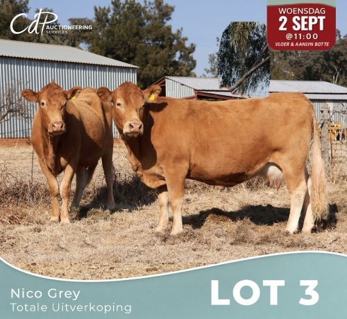 2 X LIMOUSINE KOEIE Nico Grey (Per animal to take the lot)