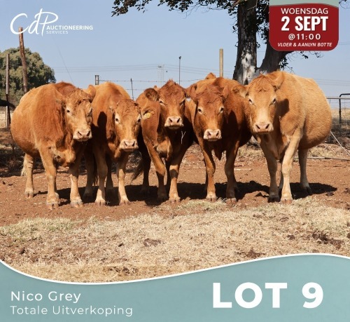 5 X LIMOUSINE KOEIE Nico Grey (Per animal to take the lot)