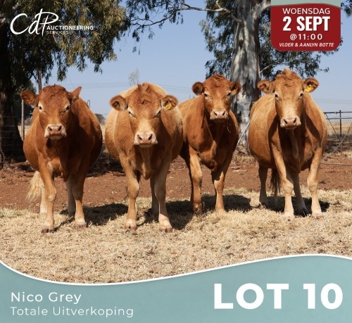 4 X LIMOUSINE KOEIE Nico Grey (Per animal to take the lot)