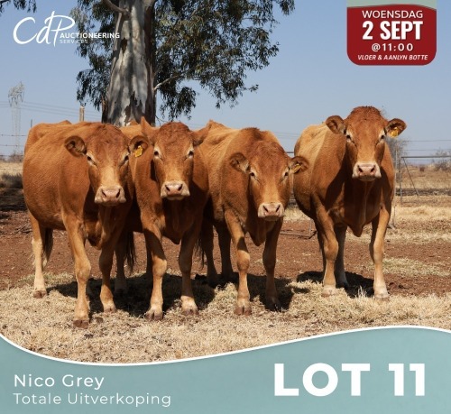 4 X LIMOUSINE KOEIE Nico Grey (Per animal to take the lot)