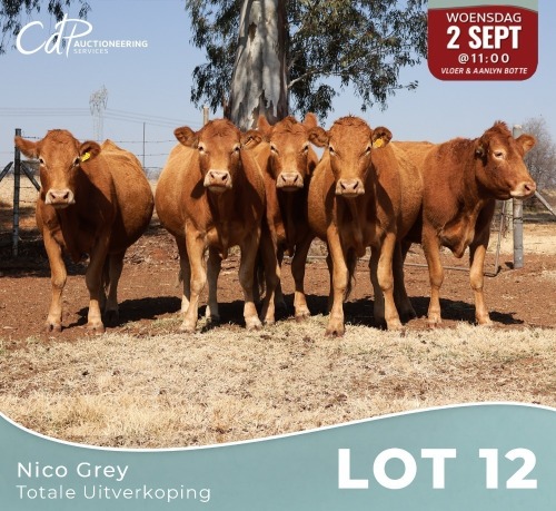 5 X LIMOUSINE KOEIE Nico Grey (Per animal to take the lot)