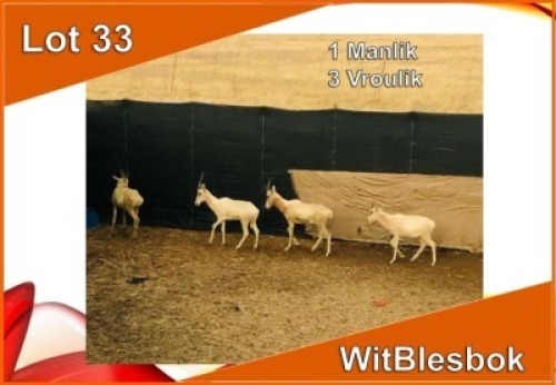 4x WIT BLESBOK/WHITE BLESBUCK M:1 V/F:3 (Per stuk om lot te neem)