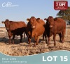 3 X BONSMARA KOEIE Louw Snyman (Per animal to take the lot)