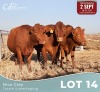 3 X BONSMARA KOEIE Louw Snyman (Per animal to take the lot)