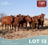 5 X BONSMARA KOEIE Louw Snyman (Per animal to take the lot)