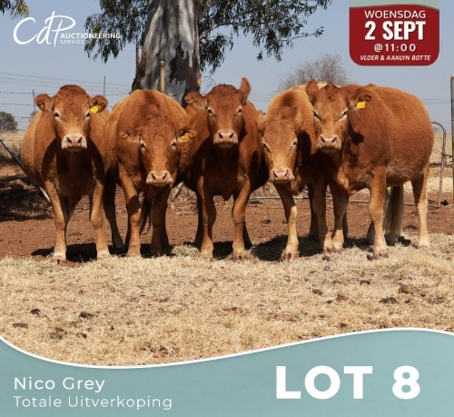 5 X LIMOUSINE KOEIE Nico Grey (Per animal to take the lot)