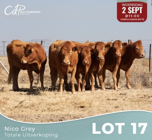 6 X LIMOUSINE KOEIE Nico Grey (Per animal to take the lot)