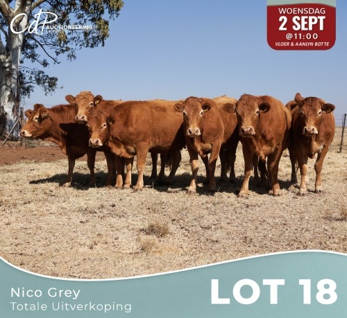 6 X LIMOUSINE KOEIE Nico Grey (Per animal to take the lot)