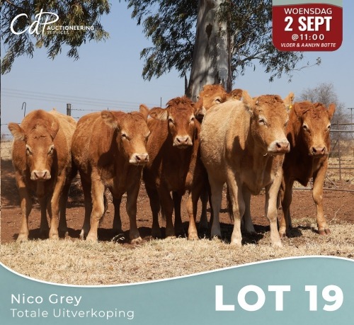 7 X LIMOUSINE KOEIE Nico Grey (Per animal to take the lot)