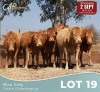 7 X LIMOUSINE KOEIE Nico Grey (Per animal to take the lot)