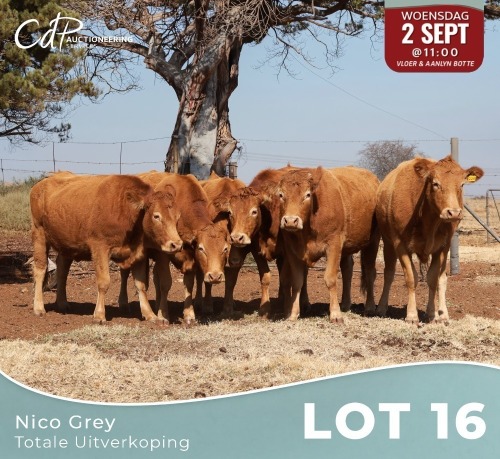 6 X LIMOUSINE KOEIE Nico Grey (Per animal to take the lot)