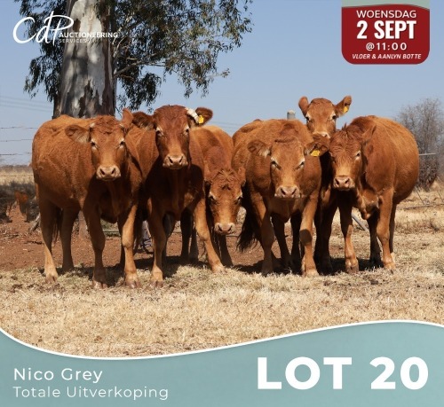 7 X LIMOUSINE KOEIE Nico Grey (Per animal to take the lot)