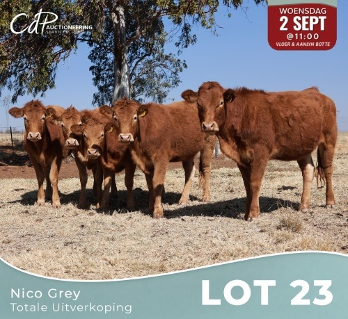 5 X LIMOUSINE VERSE Nico Grey (Per animal to take the lot)