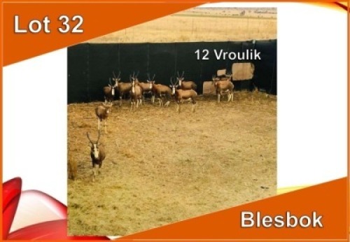 12x BLESBOK/BLESBUCK V/F:12 (Per stuk om lot te neem)