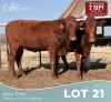 2 X BONSMARA KOEIE Louw Snyman (Per animal to take the lot)