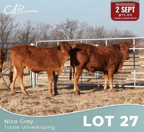 2 X BONSMARA & BORAN KRUIS VERSE Louw Snyman (Per animal to take the lot)