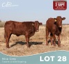 2 X BONSMARA VERSE Louw Snyman (Per animal to take the lot)