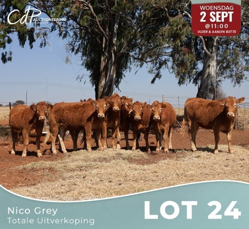 8 X LIMOUSINE VERSE Nico Grey (Per animal to take the lot)